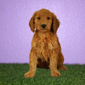 Mini Goldendoodle