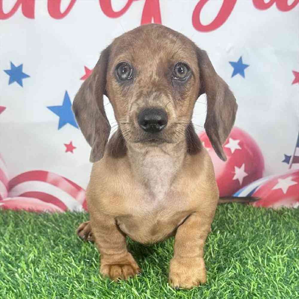 pet breed image