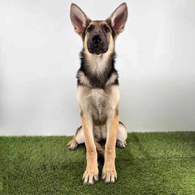 German Shepherd