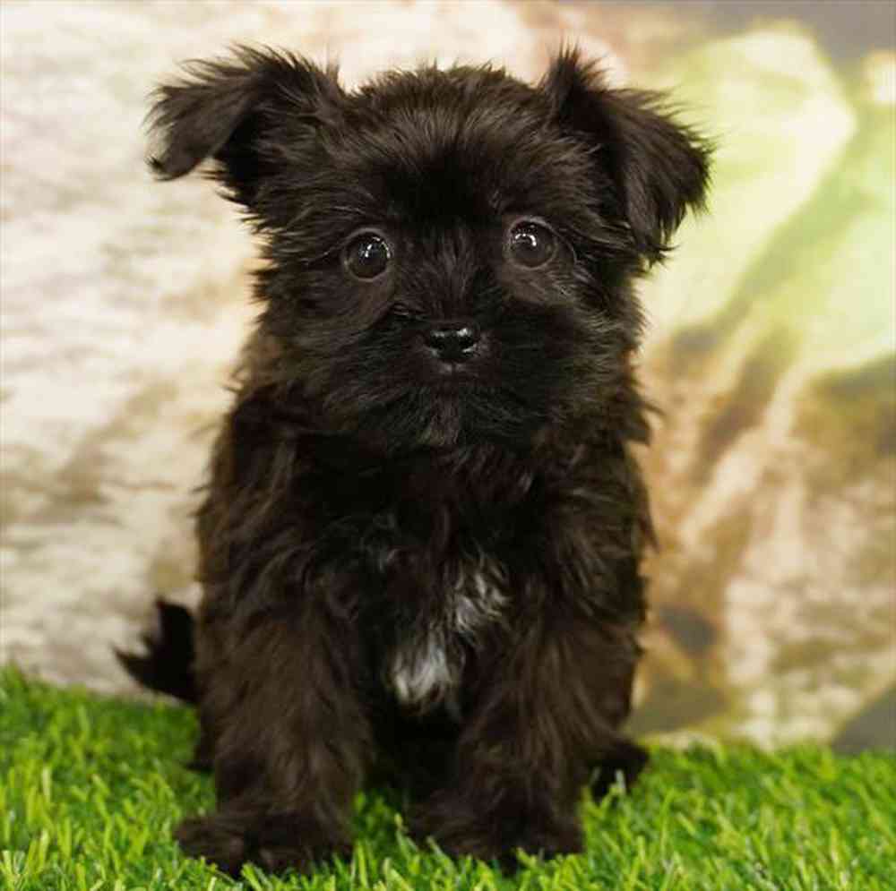 pet breed image