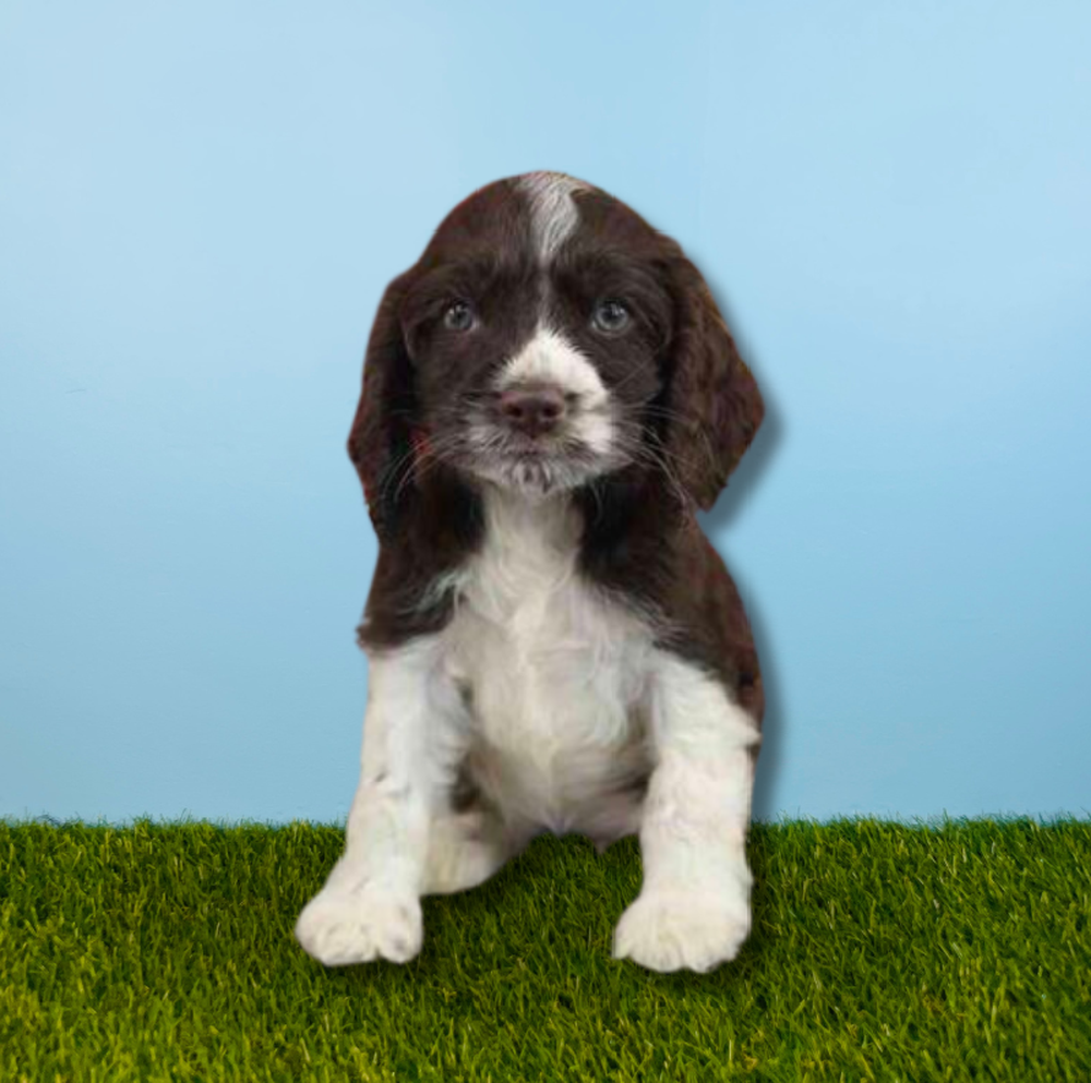 carousel pet images