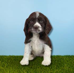 Cocker Spaniel
