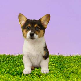 Pembroke Welsh Corgi