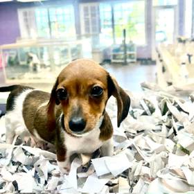 Dachshund