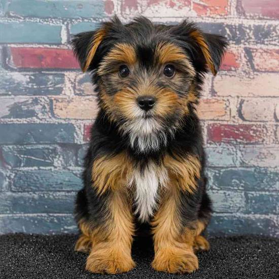 Yorkie