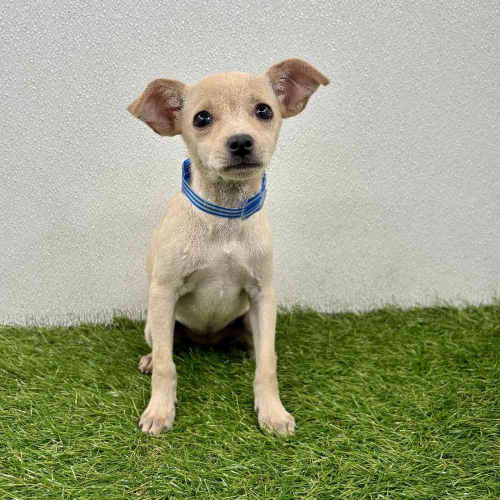 Image of a pet breed in the gallery