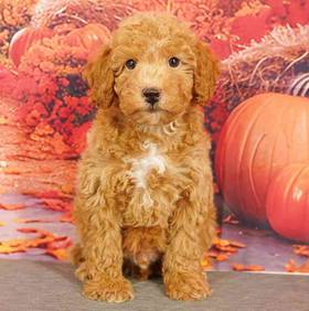 2nd Gen Mini Goldendoodle