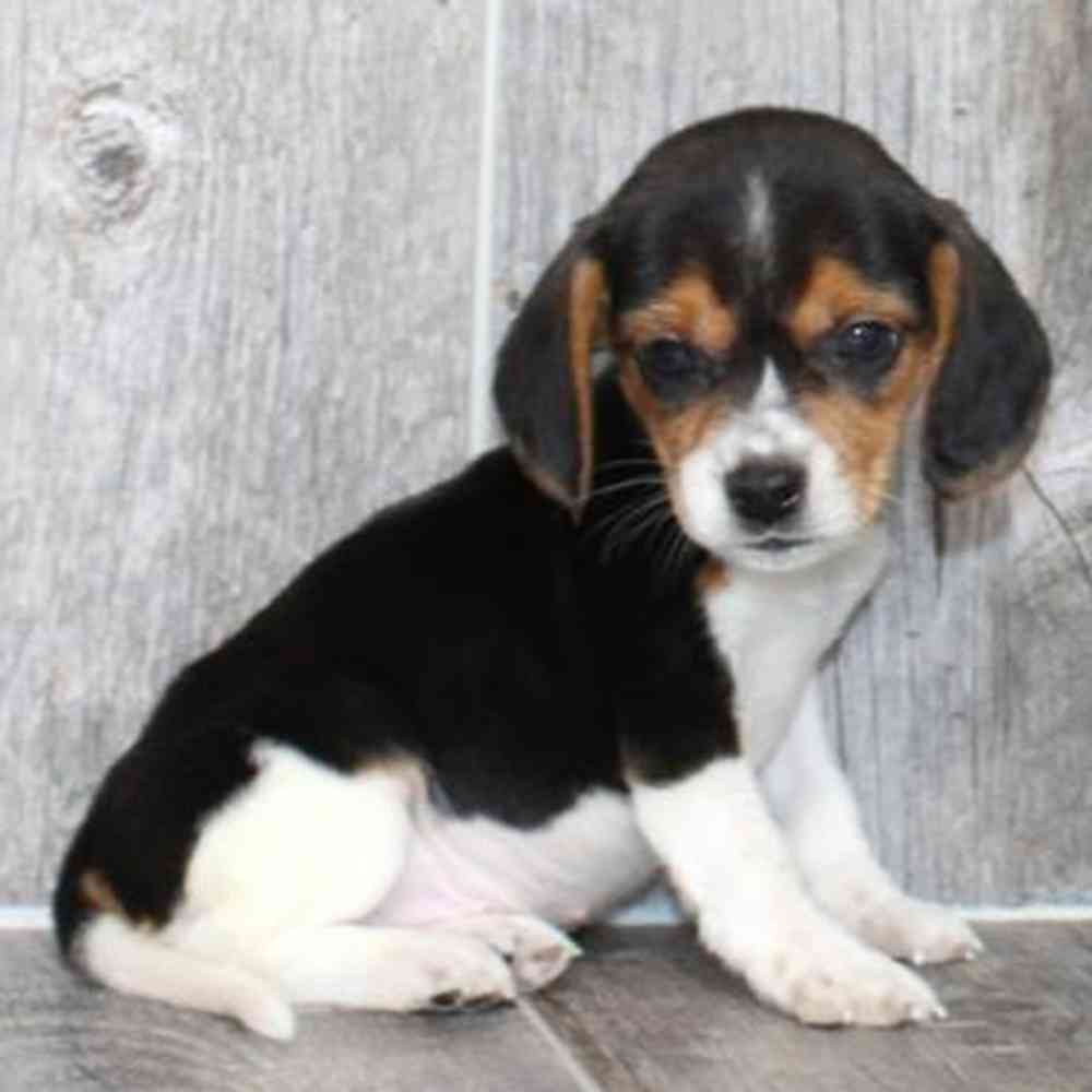 Image of a pet breed in the gallery