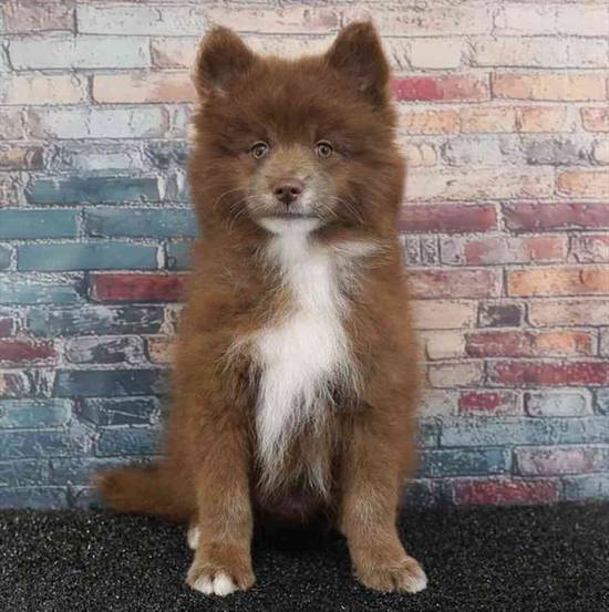 Pomsky