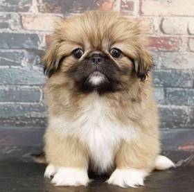 Pekingese