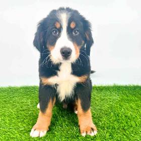 Bernese Mountain Dog