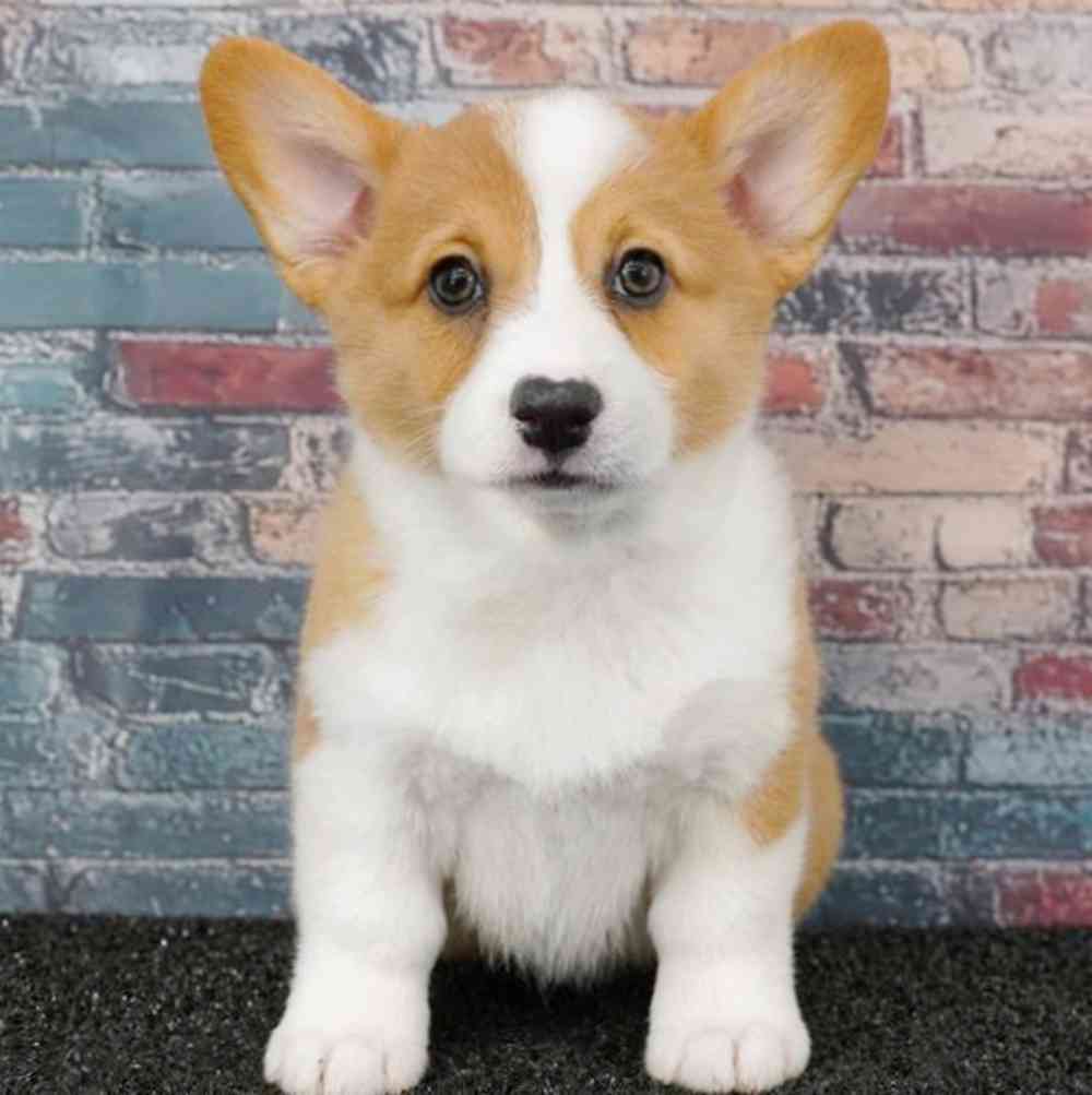 carousel pet images
