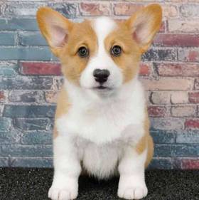 Pembroke Welsh Corgi