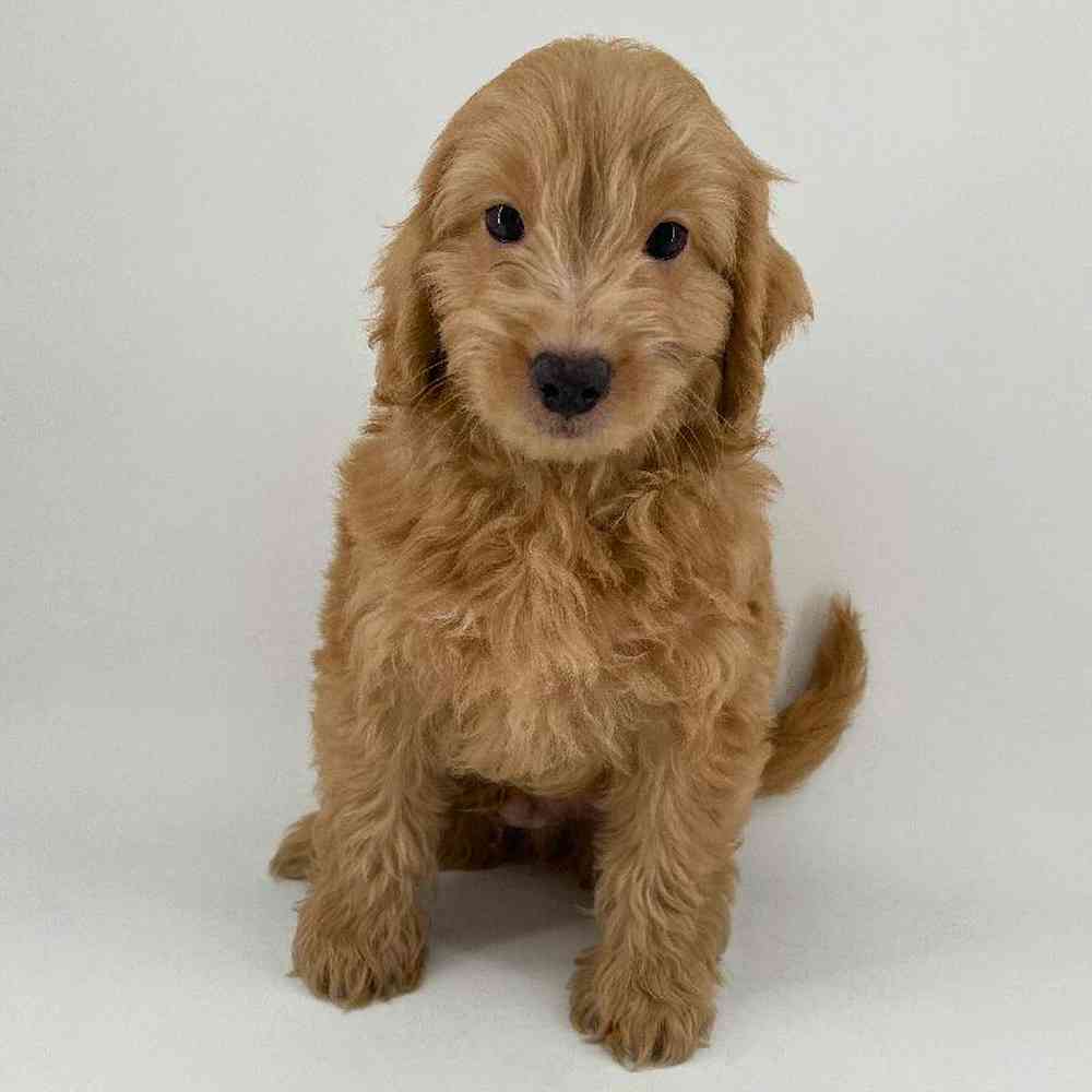 pet breed image