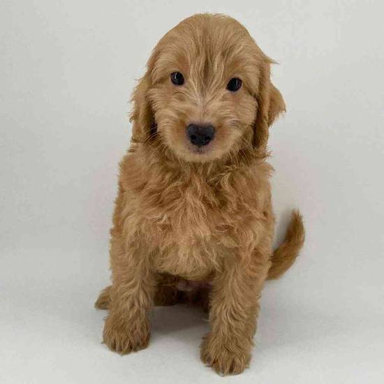 2nd Gen Mini Goldendoodle
