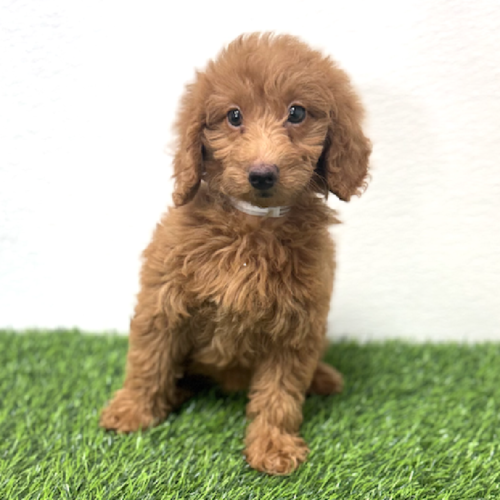 Image of a pet breed in the gallery