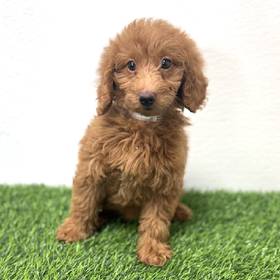 2nd Gen Mini Goldendoodle