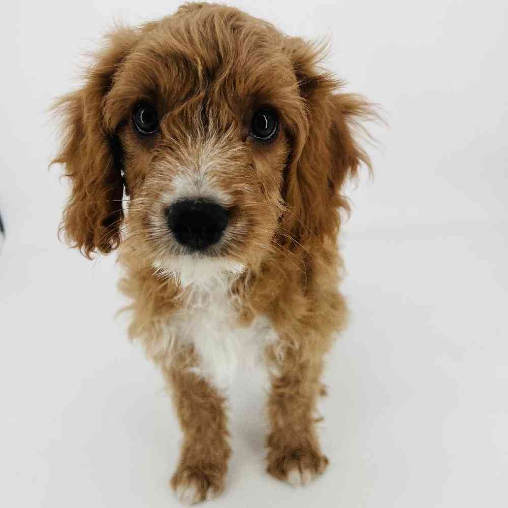 Male Cavapoo Puppy for Sale in Tolleson, AZ
