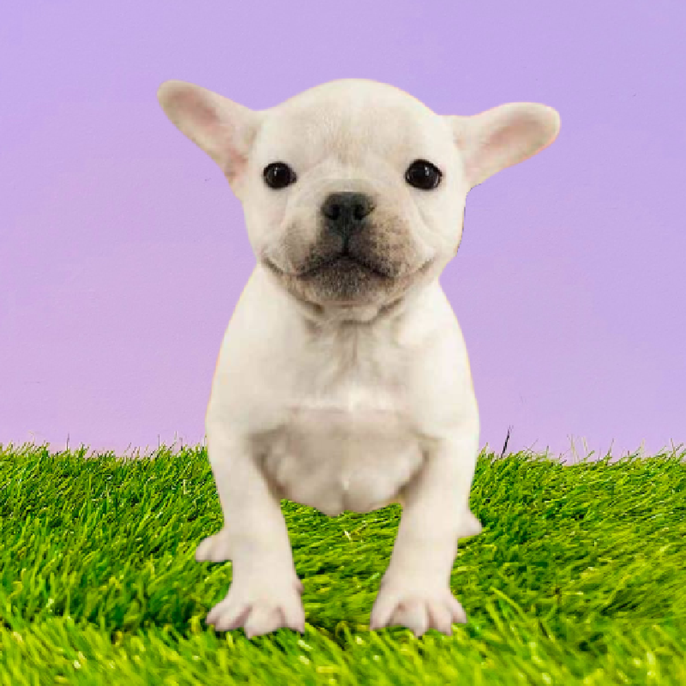 Male French Bulldog Puppy for Sale in Marietta, GA