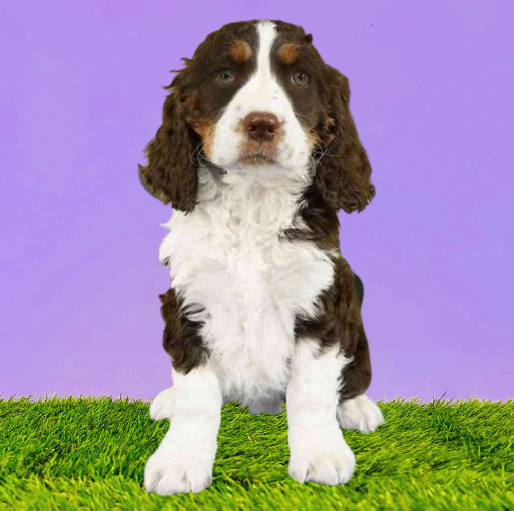 Female English Springer Spaniel Puppy for Sale in Marietta, GA