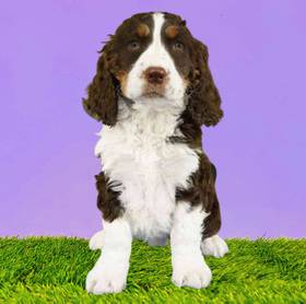 English Springer Spaniel