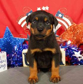 Rottweiler