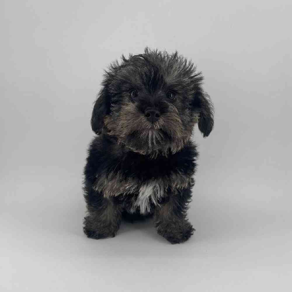 pet breed image