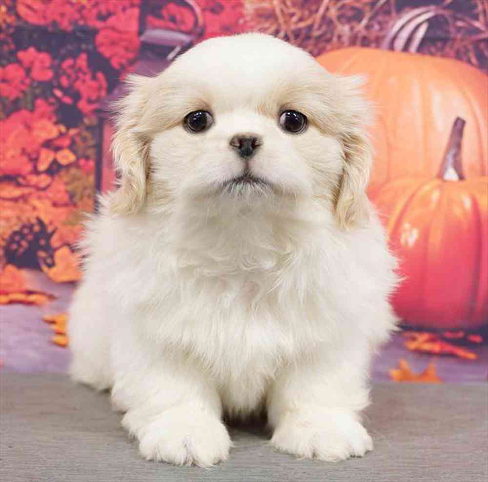 Image of a pet breed in the gallery
