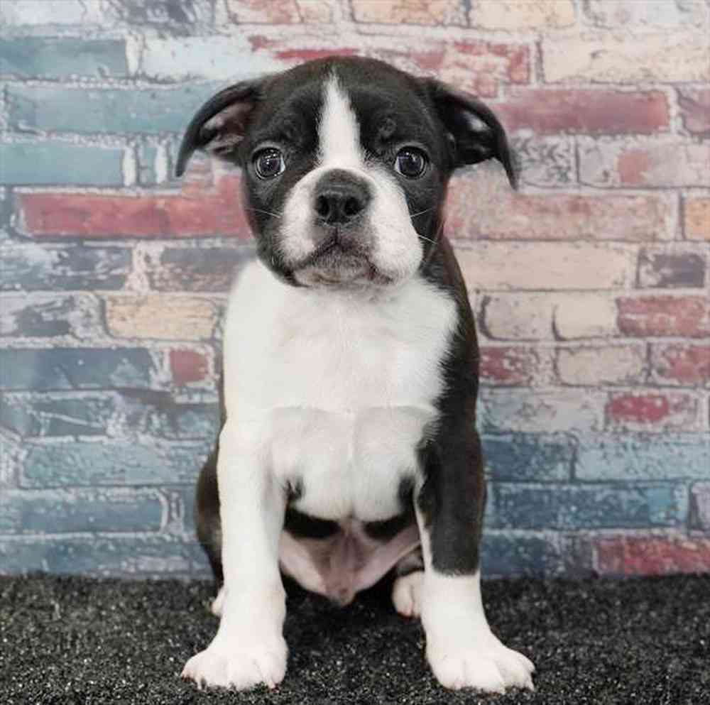 Image of a pet breed in the gallery