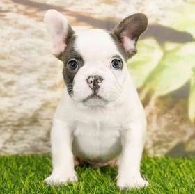 French Bulldog