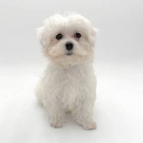 Maltese