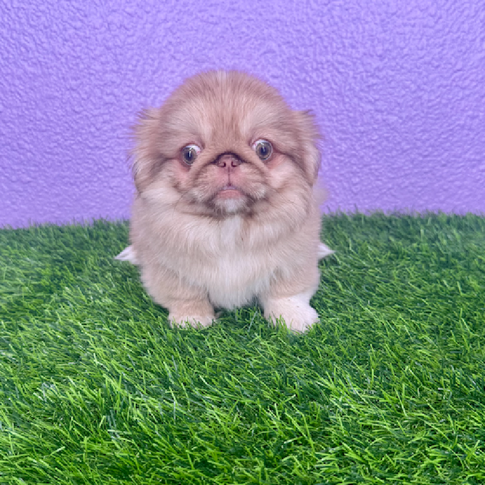 Image of a pet breed in the gallery