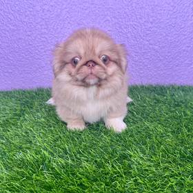 Pekingese