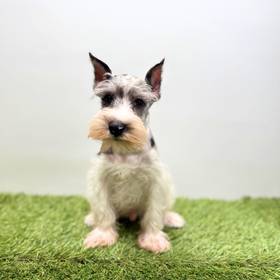 Mini Schnauzer