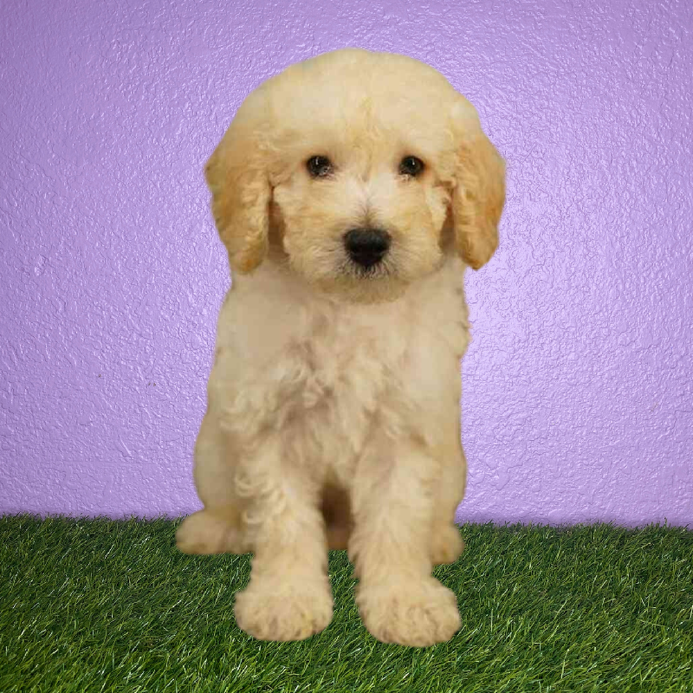Male Poodle Puppy for Sale in New Braunfels, TX
