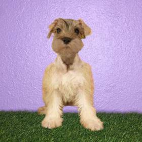 Mini Schnauzer