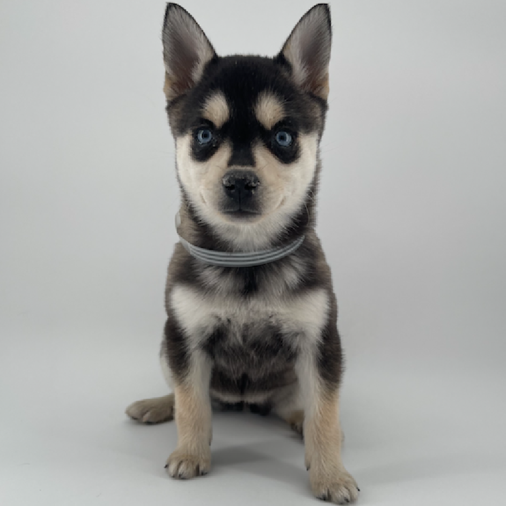 carousel pet images