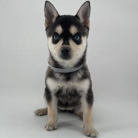 Alaskan Klee Kai