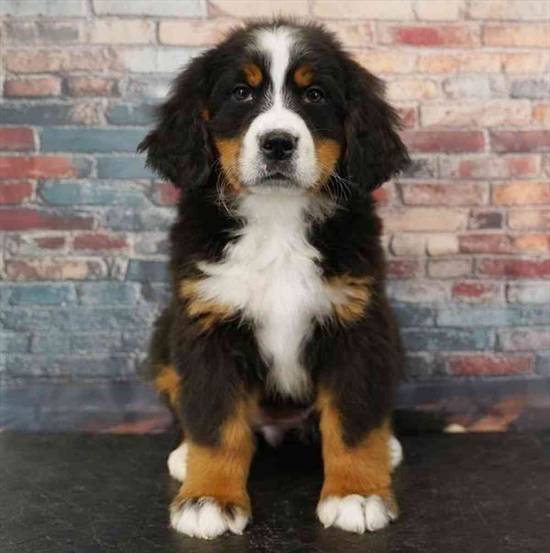 Bernese Mountain Dog