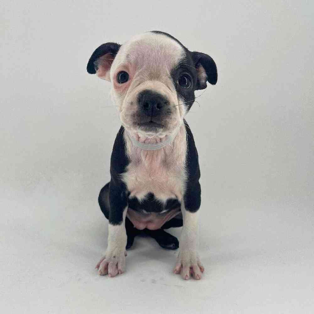 pet breed image