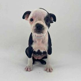 Boston Terrier
