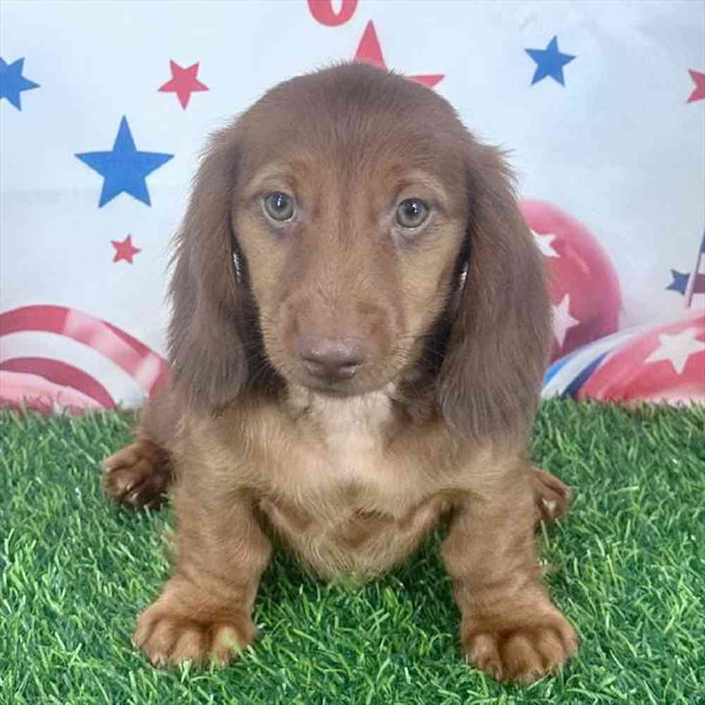 Image of a pet breed in the gallery