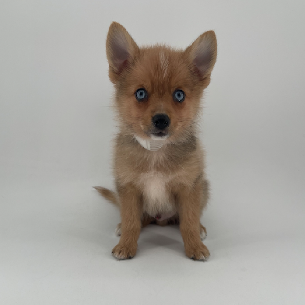 Image of a pet breed in the gallery