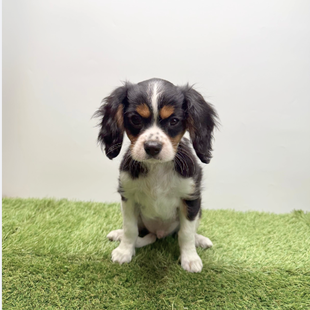 pet breed image