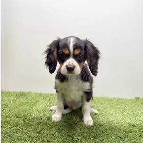 Cavalier King Charles Spaniel