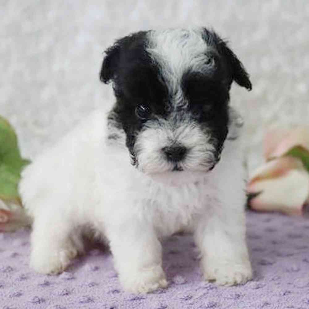 pet breed image