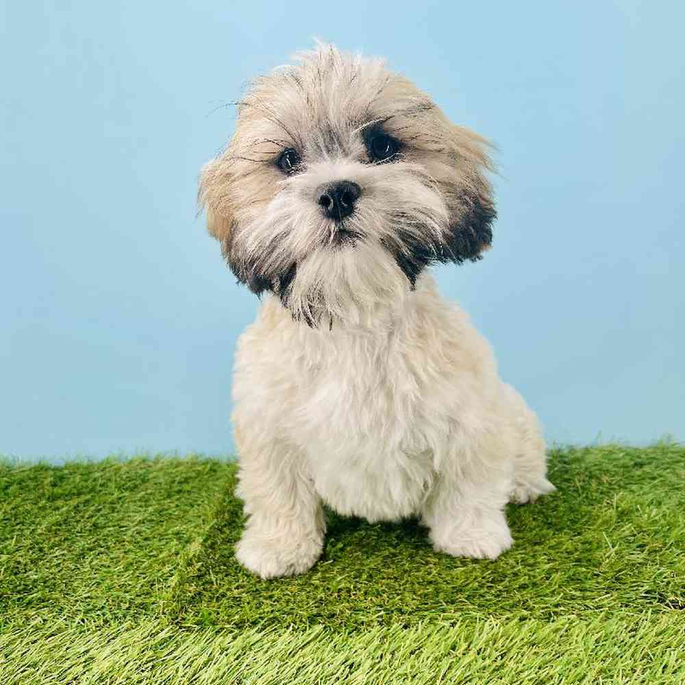 pet breed image