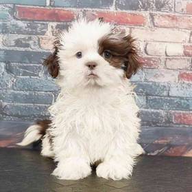 Shih Tzu