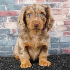 Dachshund