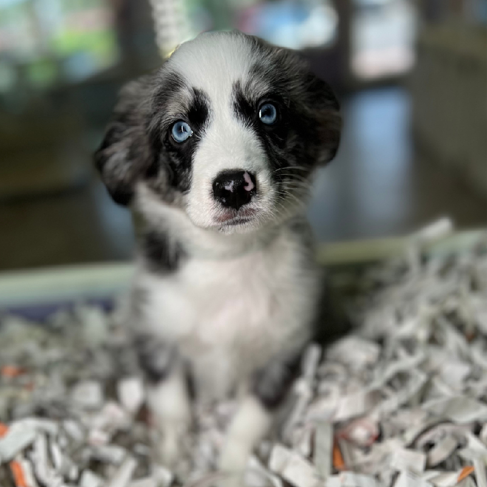 carousel pet images